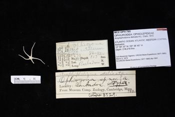 Media type: image;   Invertebrate Zoology OPH-785